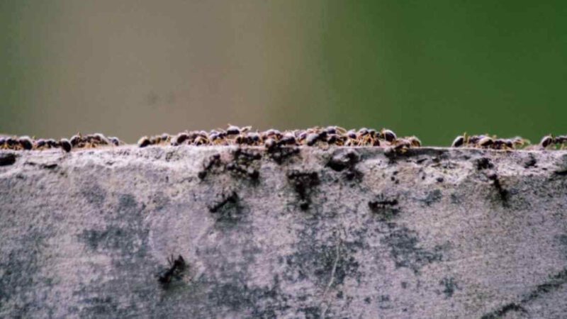 The Ultimate Guide To Preventing Ant Infestations In Your Home